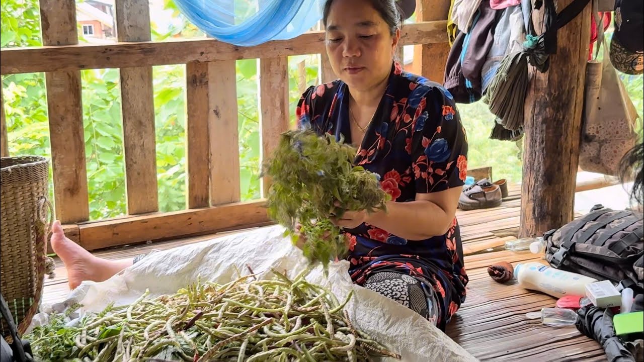 Harvesting Beans at Toh Ta Moh Leh Karenni