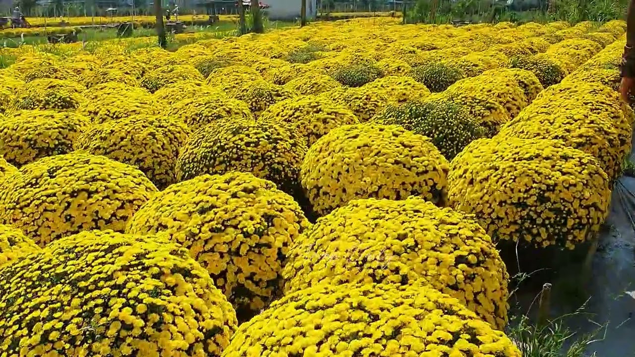 Anh Xuân trắng tay 2000 chậu cúc mâm xôi nở rộ cần người giải cứu 