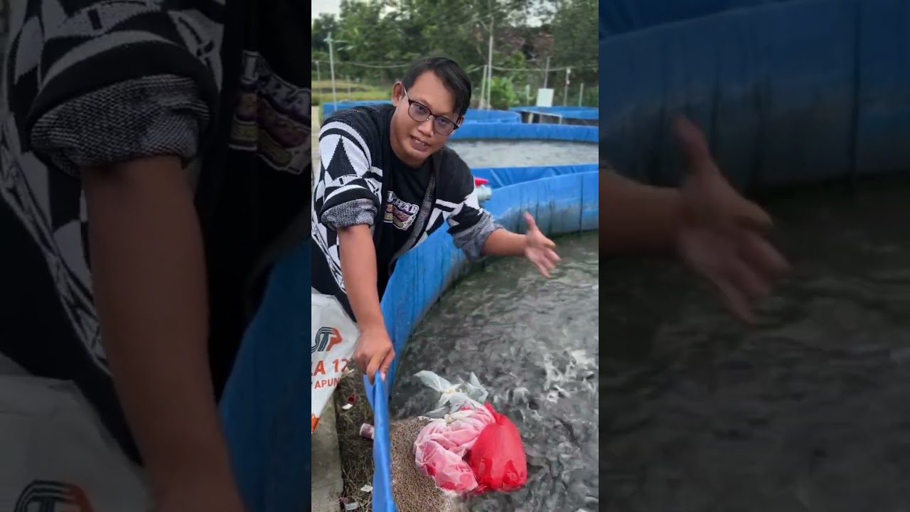 Budidaya ikan lele sukses