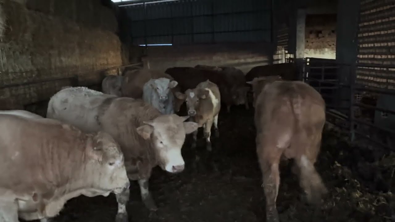 Bonita estampa esta tarde y Terneros cebándose en Cáceres de forma natural buena carne 
