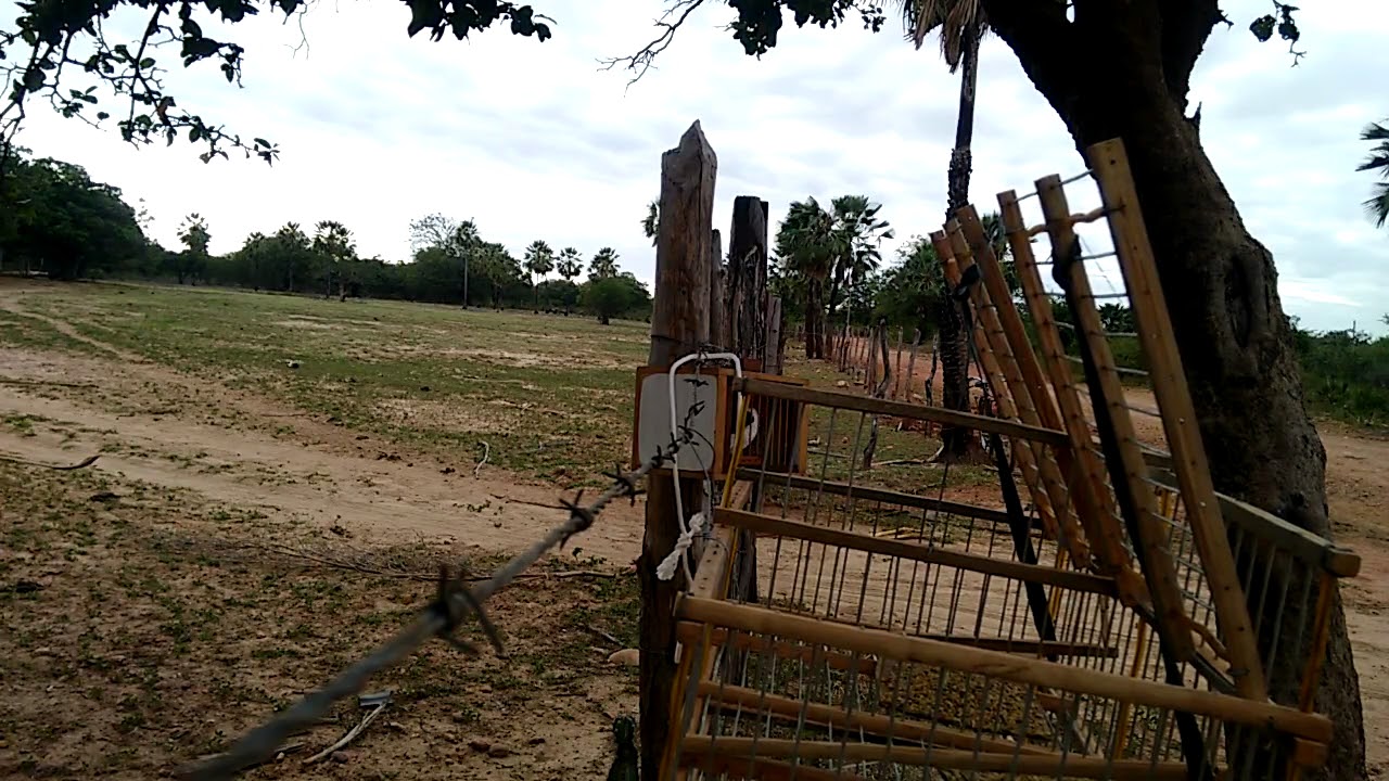 Fêmea de galo campina fogosa