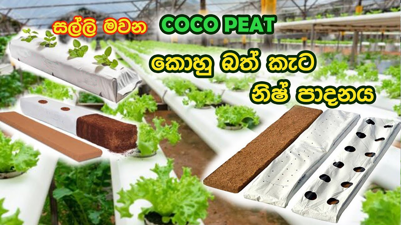 Best Coco Peat & Coir Products_ගුණාත්මක භාවයෙන් යුත් කොහුබත් නිෂ්පාදනය_Sri Lanka