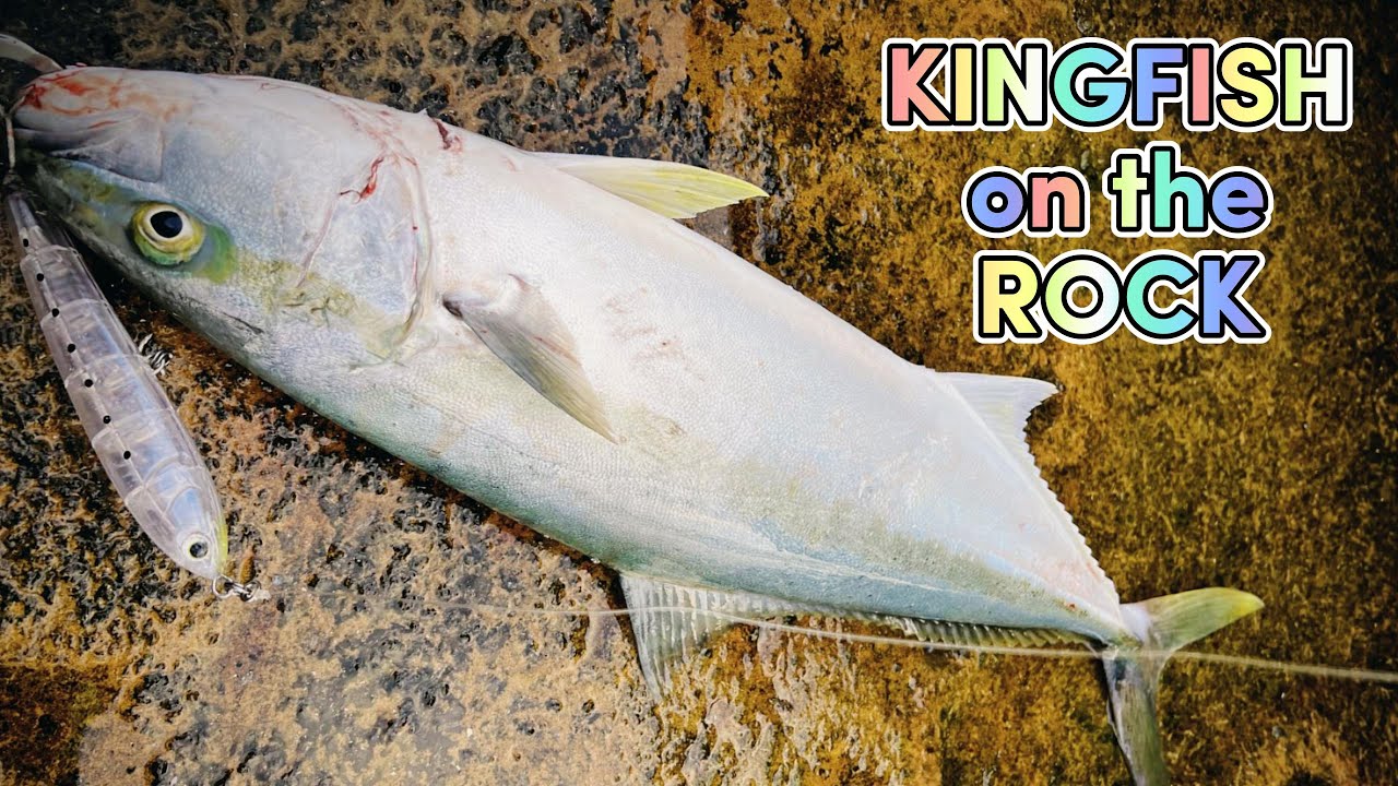 Topwater KINGFISH on the rock