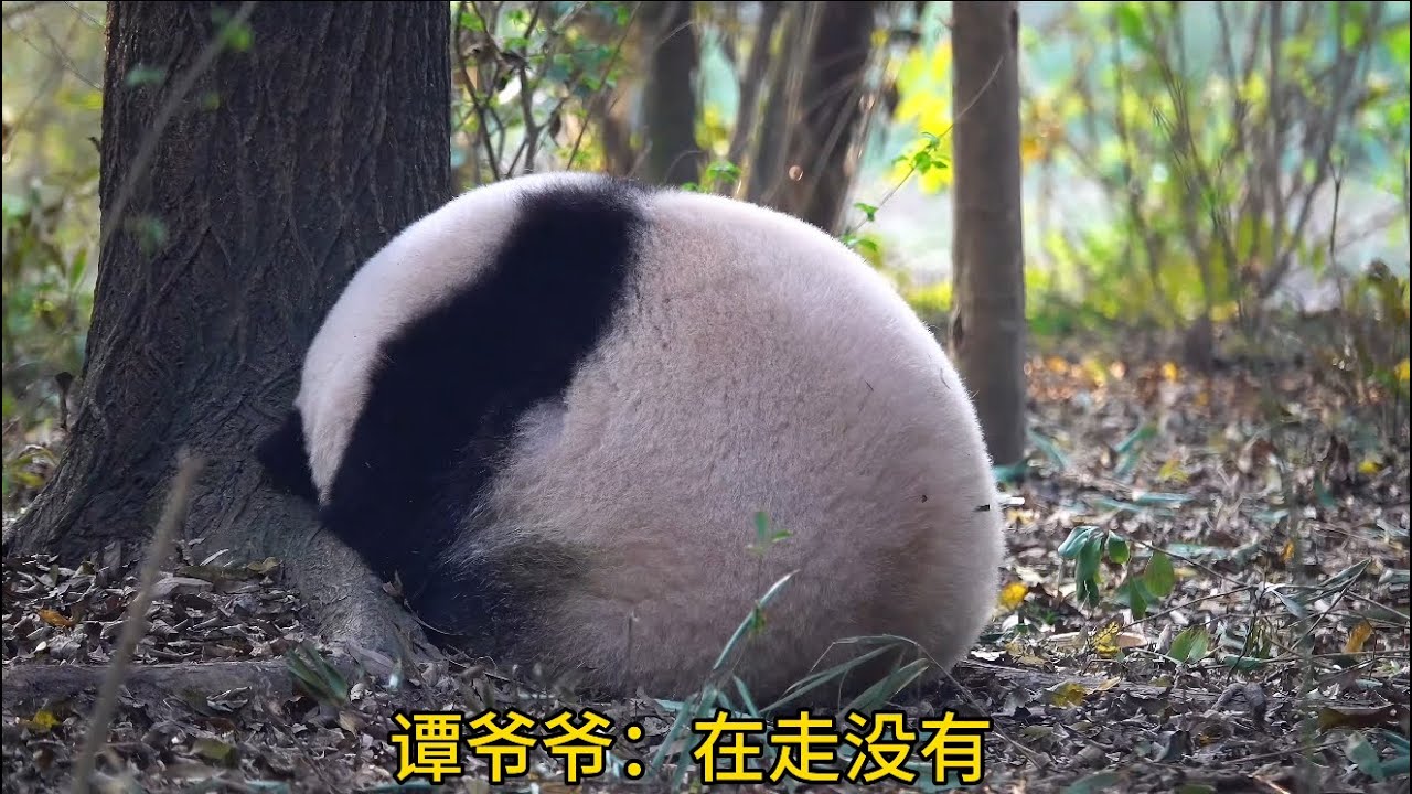 哈哈哈！花花叶叶满场飞舞好开心呀😂😂