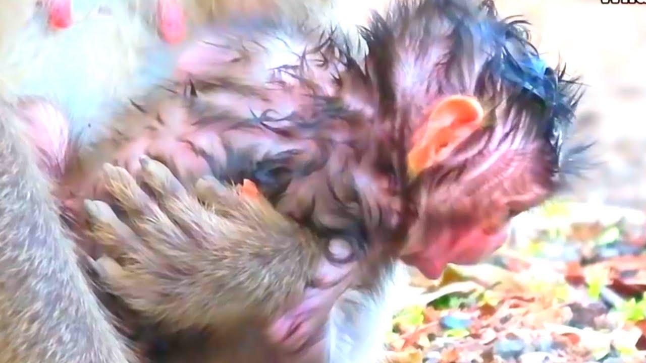 Congrats 2026, Newborn Baby Looks Very Nice With Mommy, Adorable Wildlife