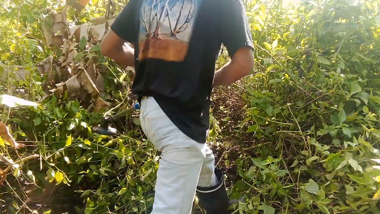 Machete / Hard Stem Cutting / Dense Brush ASMR — Day 2 Part 1