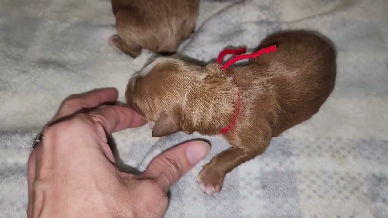 Nora & Rufus-Newborn