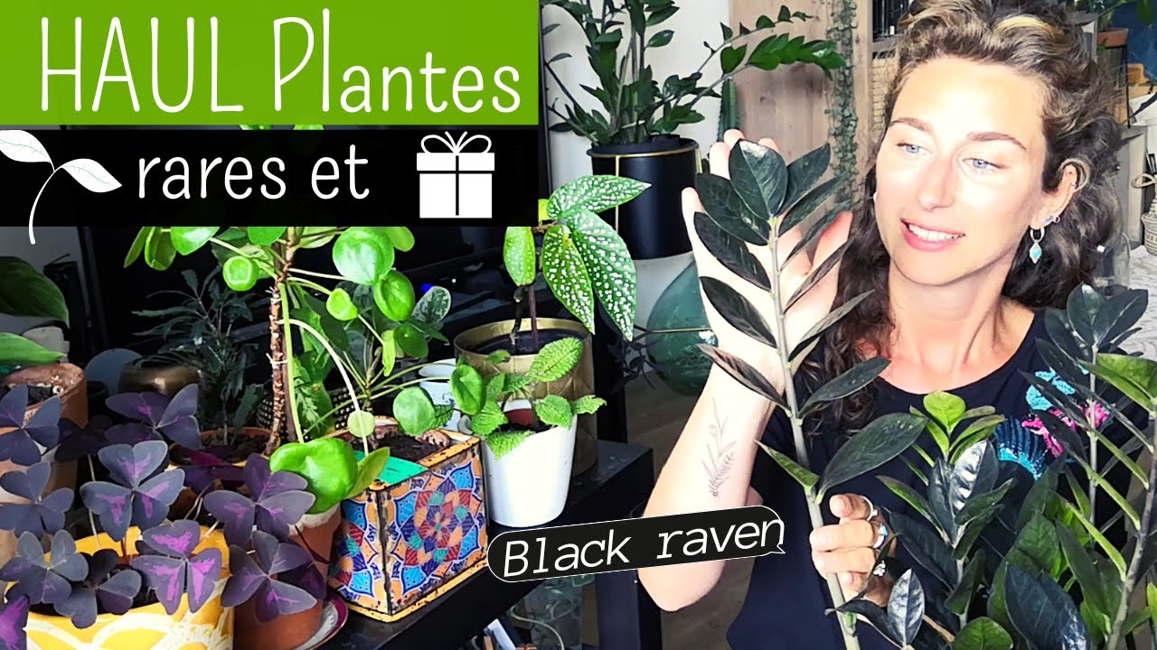 4 NOUVELLES PLANTES : Plantes rares et coups de cœur !