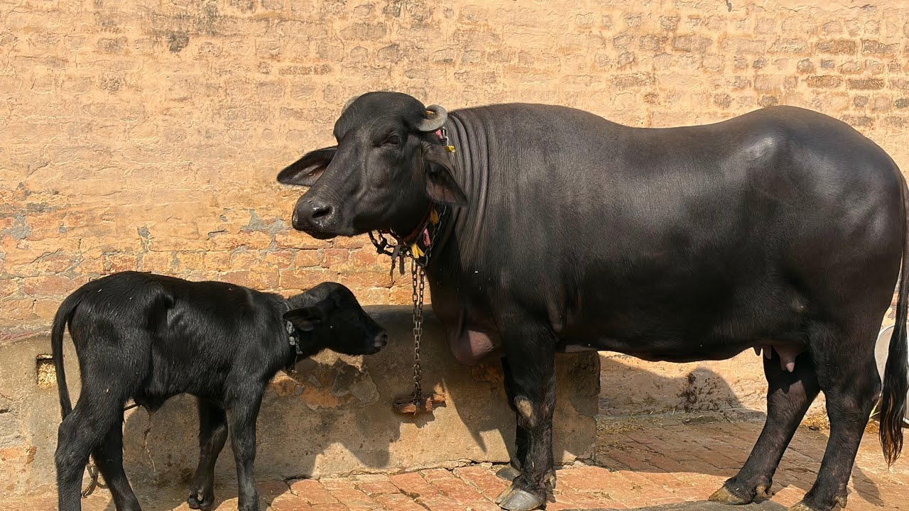 1st timer Murrah Buffalo #haryana #farming #buffalo #pashupalan #punjab #new #viral #bull #mela 