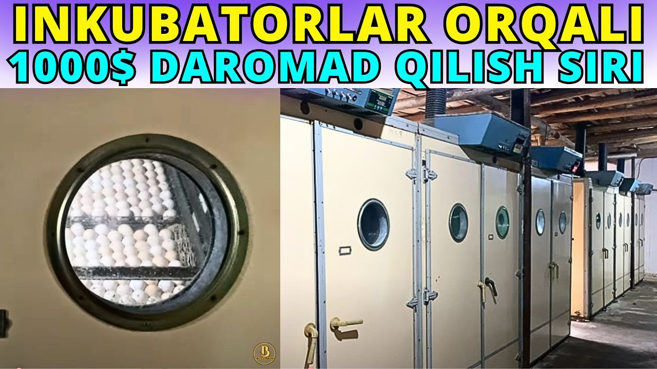 2025! INKUBATOR JO'JALARI ORQALI DAROMAD TOPISH SIRLARI | JO'JA BOQISH