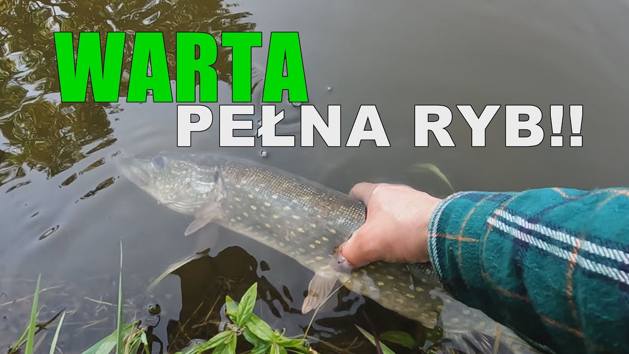 Ryby z rzeki Warta! - Są! Biorą! Co wyjazd dużo brań! Nasz nowy cykl #BEZmapy 1