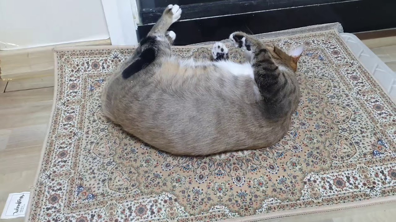 𝙒𝙝𝙮𝙧𝙖𝙣𝙤.. 𝙒𝙝𝙮𝙧𝙖𝙣𝙤.. 뒹굴 고양이