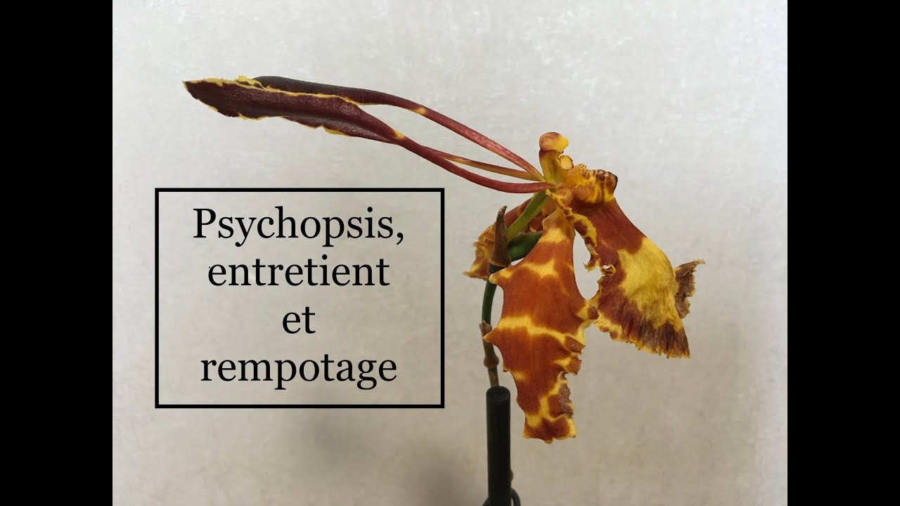 Psychopsis - entretient et rempotage.