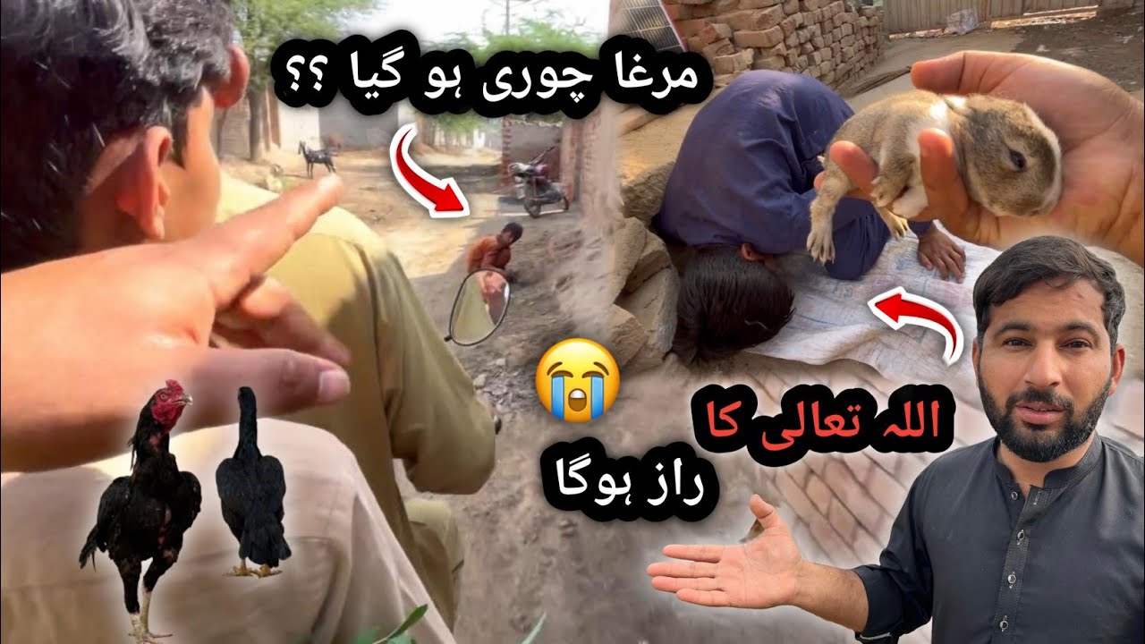 Murga Chori Hogia ?? 😱 Is Main Allah Pak Ka  Raaz Hoga | Shazyy Vlog 