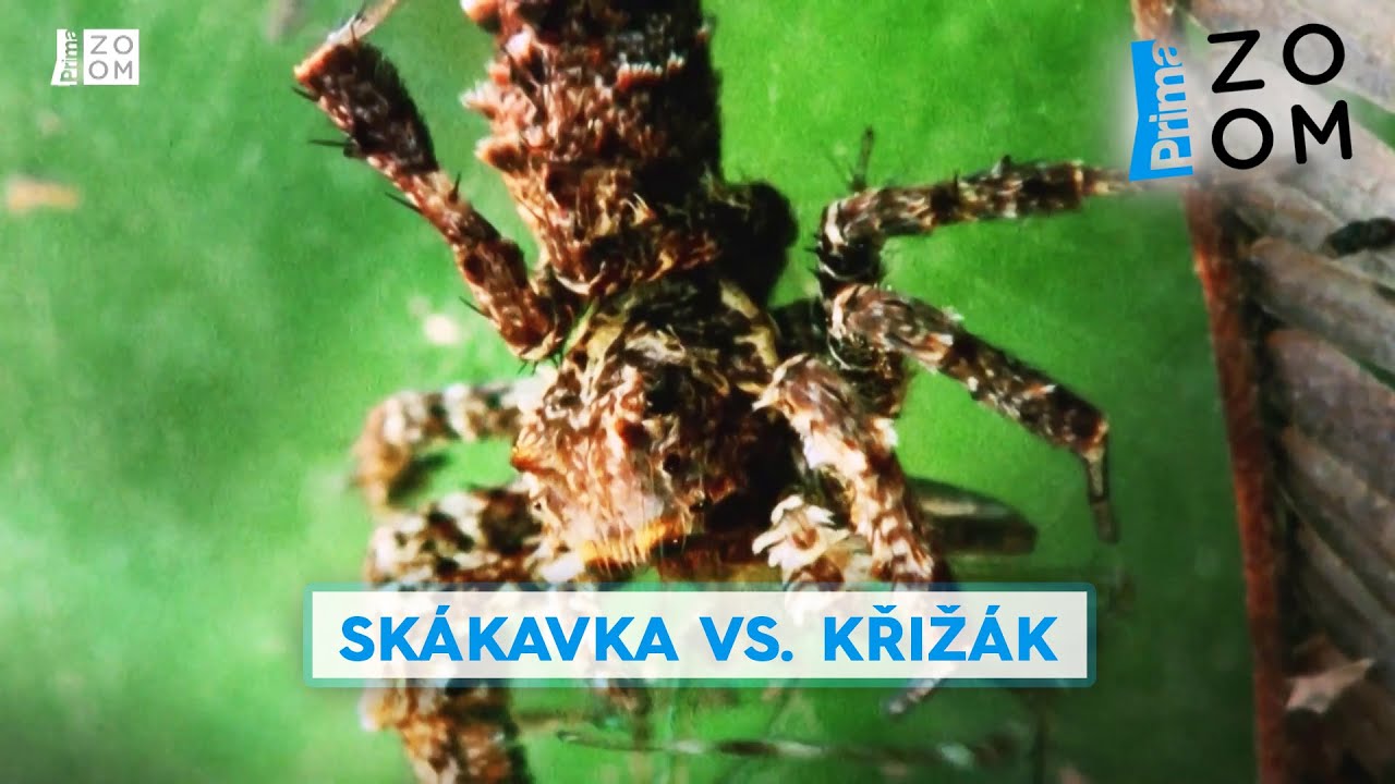 Skákavka je drobný pavouk, zrakem se ale rovná obratlovcům. Jeho kořist nemá šanci