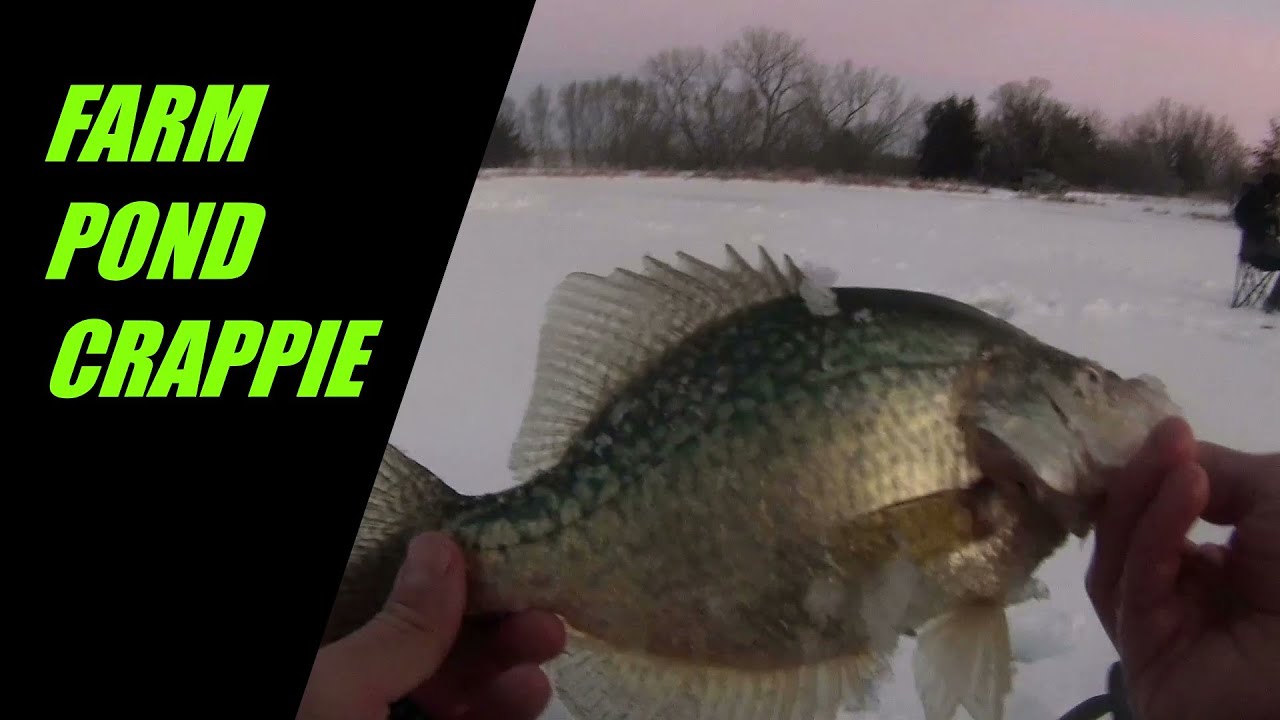 IOWA ICE FISHING, BIG FARM POND CRAPPIE!!! Early Ice