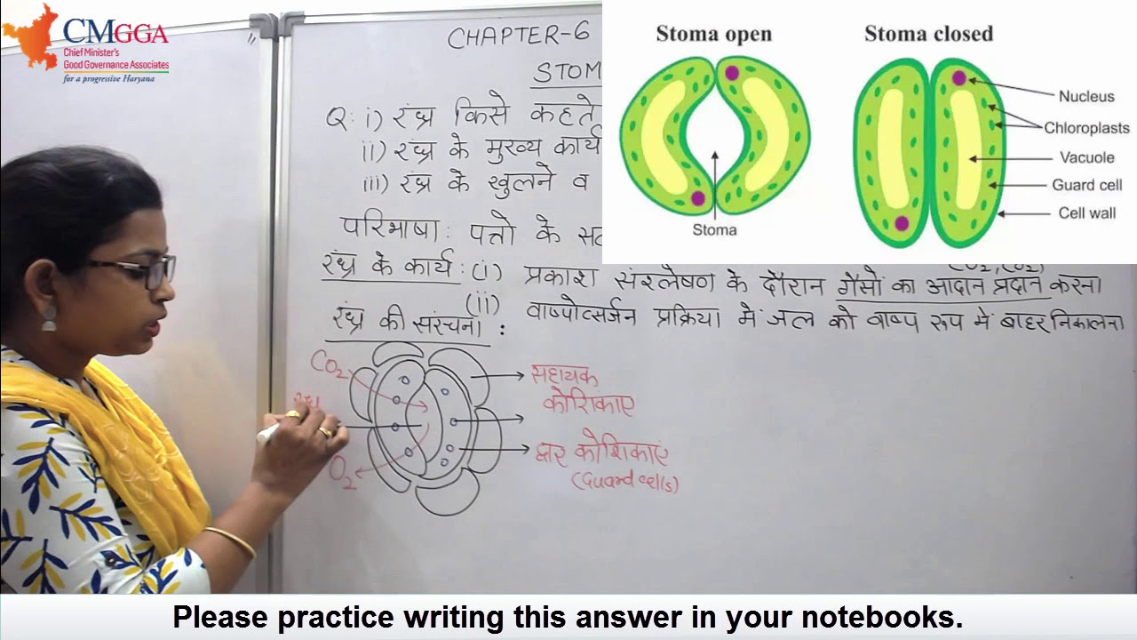 5 marks Q | Stomata and its functions | Ch 6 जैव प्रक्रम | Life Processes | Class 10 Science