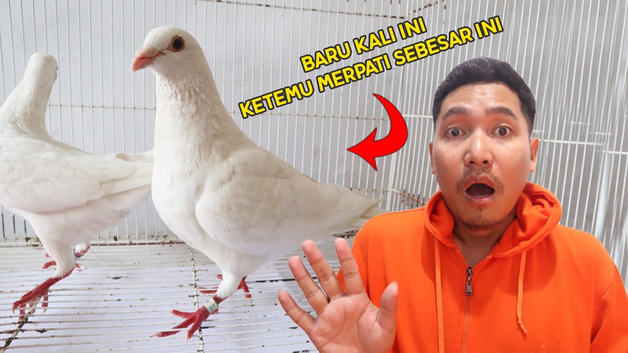 INDUKAN MERPATI POS PUTIH SUPER BESAR