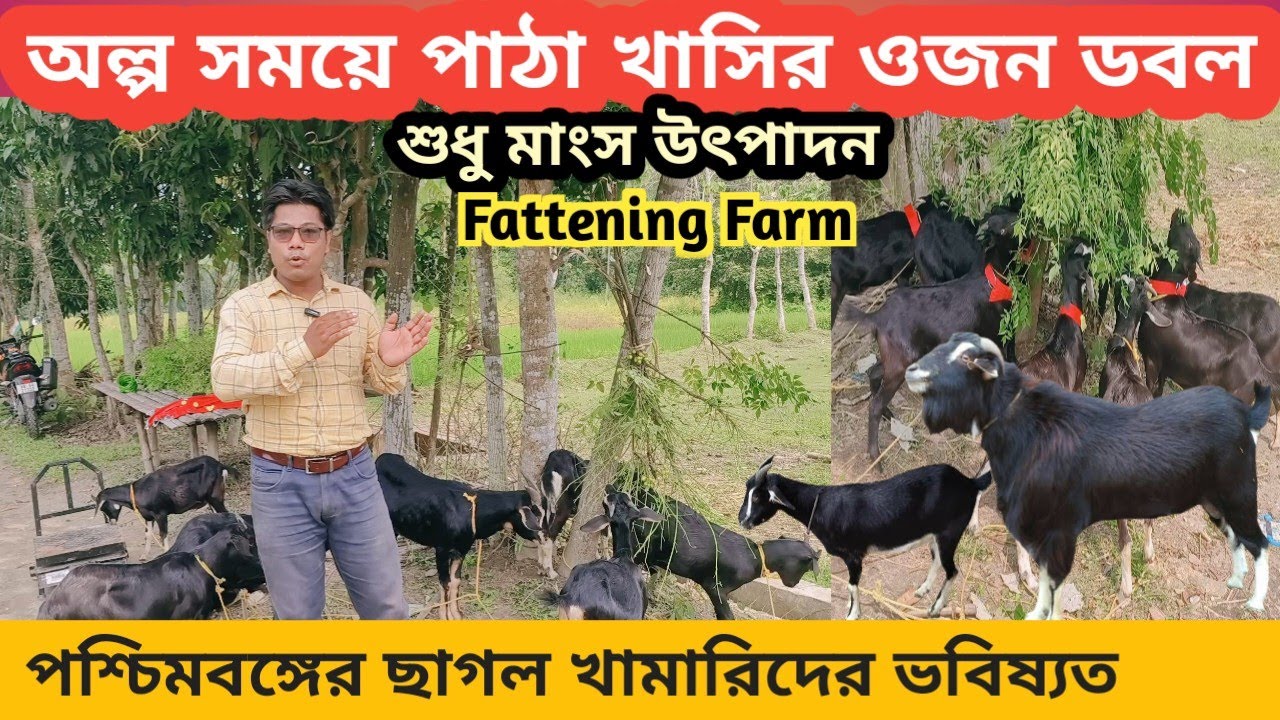 অল্প সময়ে ছাগলের ওজন দ্বিগুণ | মাংস উৎপাদনে খাসি ছাগল পালন | Fattening Goatfarm in West Bengal