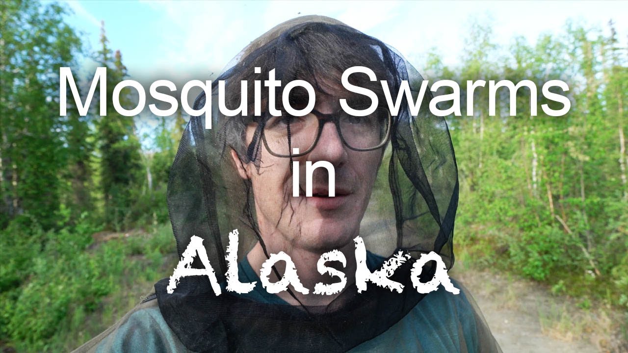 Horrible Swarms of Mosquitos in Arctic Alaska