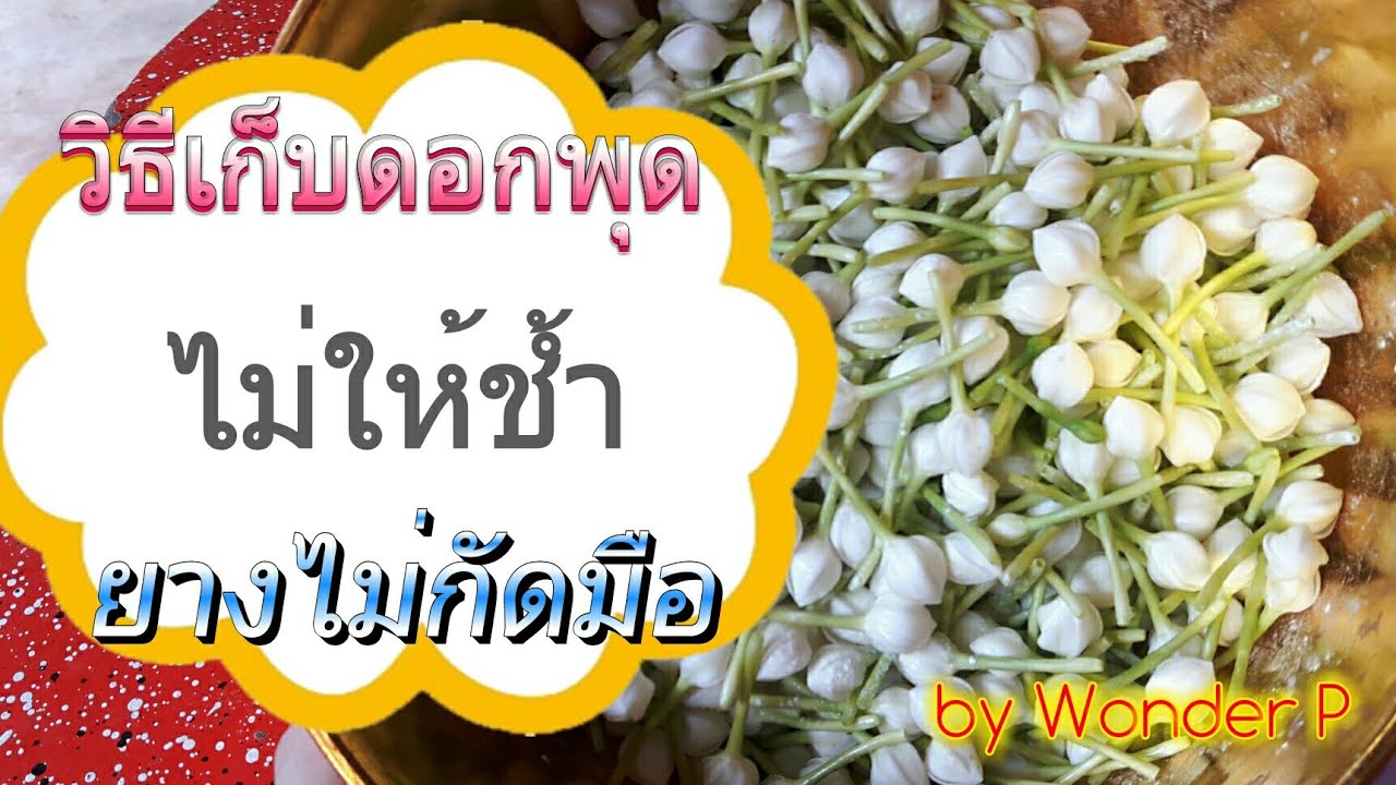 วิธีเก็บดอกพุด ไม่ให้ช้ำ ยางไม่กัดมือ By Wonder P