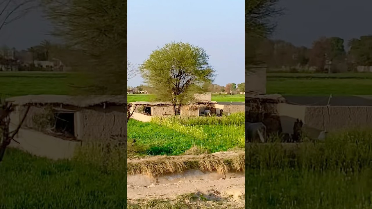 Real Simple Village Life in Punjab Pakistan #villagelife #shorts