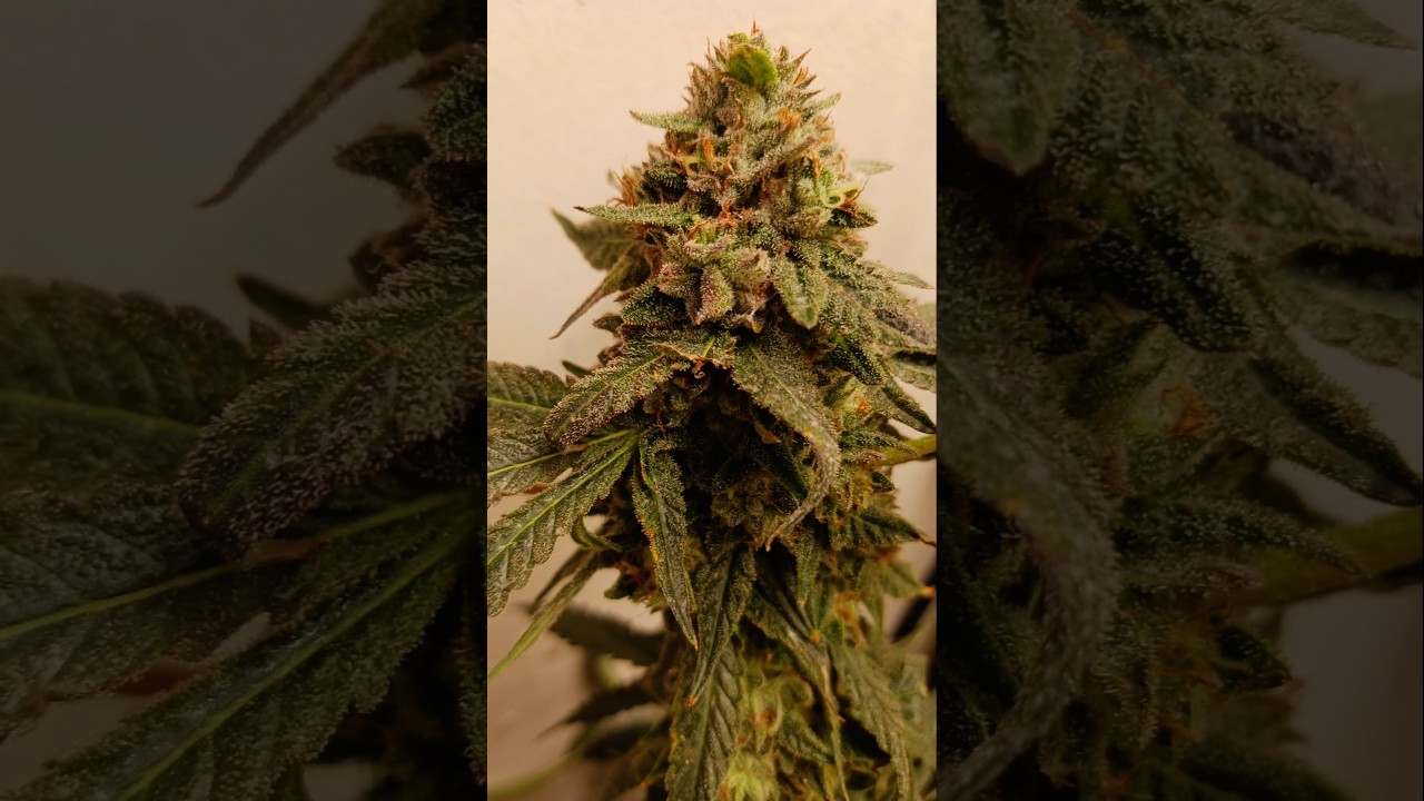 #cannabis #marijuana #pakalolo #mota #hemp #genetics #seeds @mattthewatchman