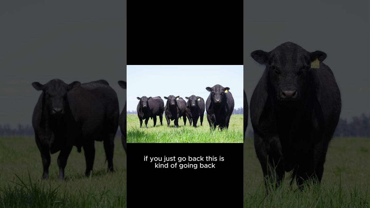 Kevin Good Warns 2026 Could Bring the Tightest Beef Supplies of the Cycle #herd #cattle #expansion