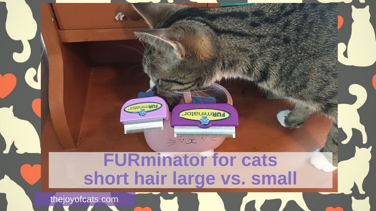 FURminator for cats short hair large vs. small - Cat Chat with Heidi