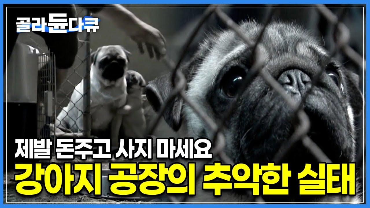 방송에 품종견 노출이 위험한 이유┃상근이, 산체 등 전국민의 귀여움을 한 몸에 샀던 강아지와 같은 품종견을 공장처럼 찍어내는 번식장들┃강아지공장┃하나뿐인 지구┃#골라듄다큐