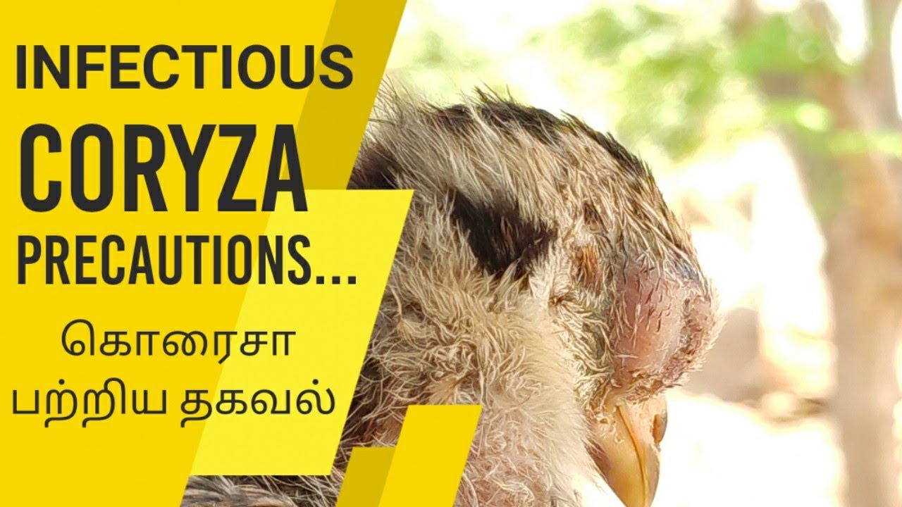 infectious coryza. precautions and treatment. கொரைசா பற்றிய தகவல்கள்.