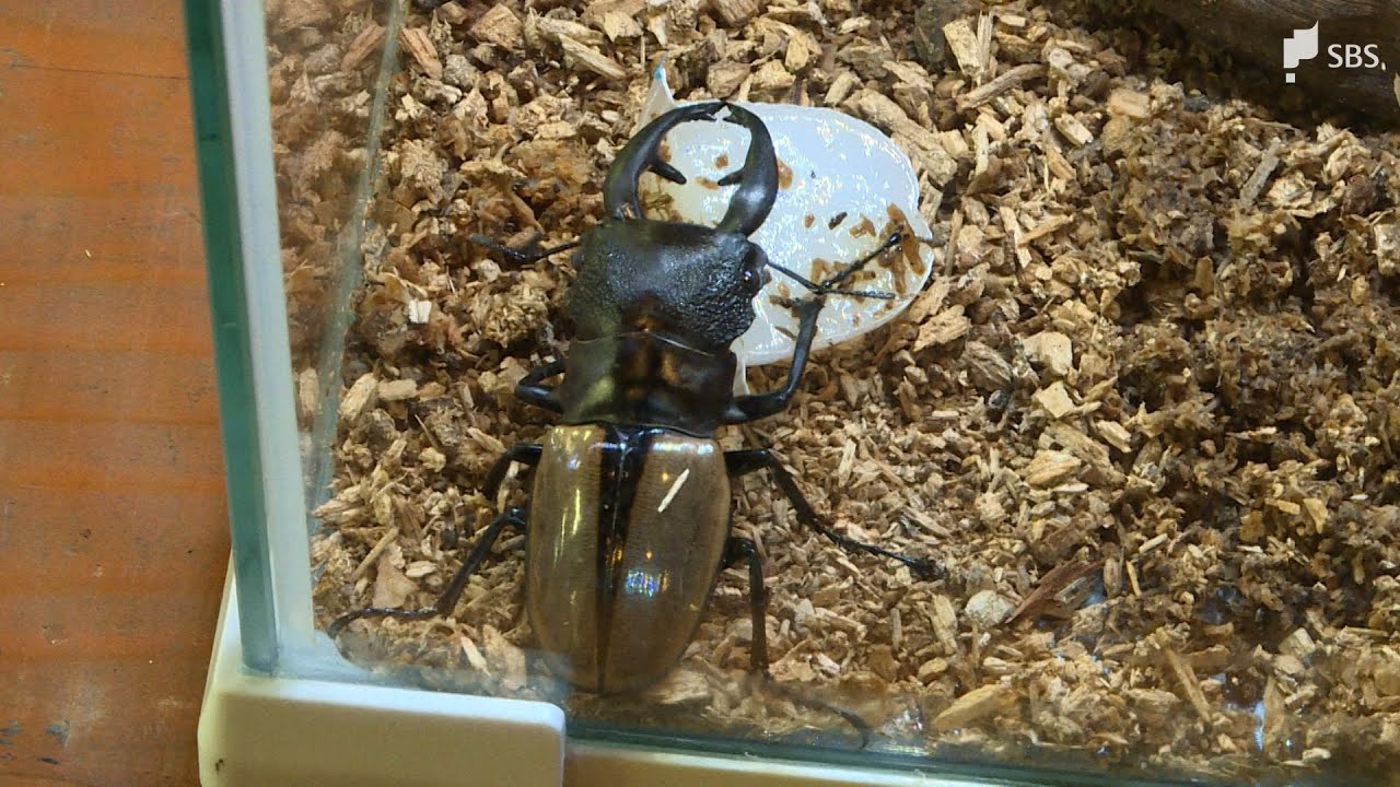 深刻な研究費不足…クワガタムシの大顎の謎を解明へクラウドファンディングで支援が呼びかけ 静岡大学が200万円目標に