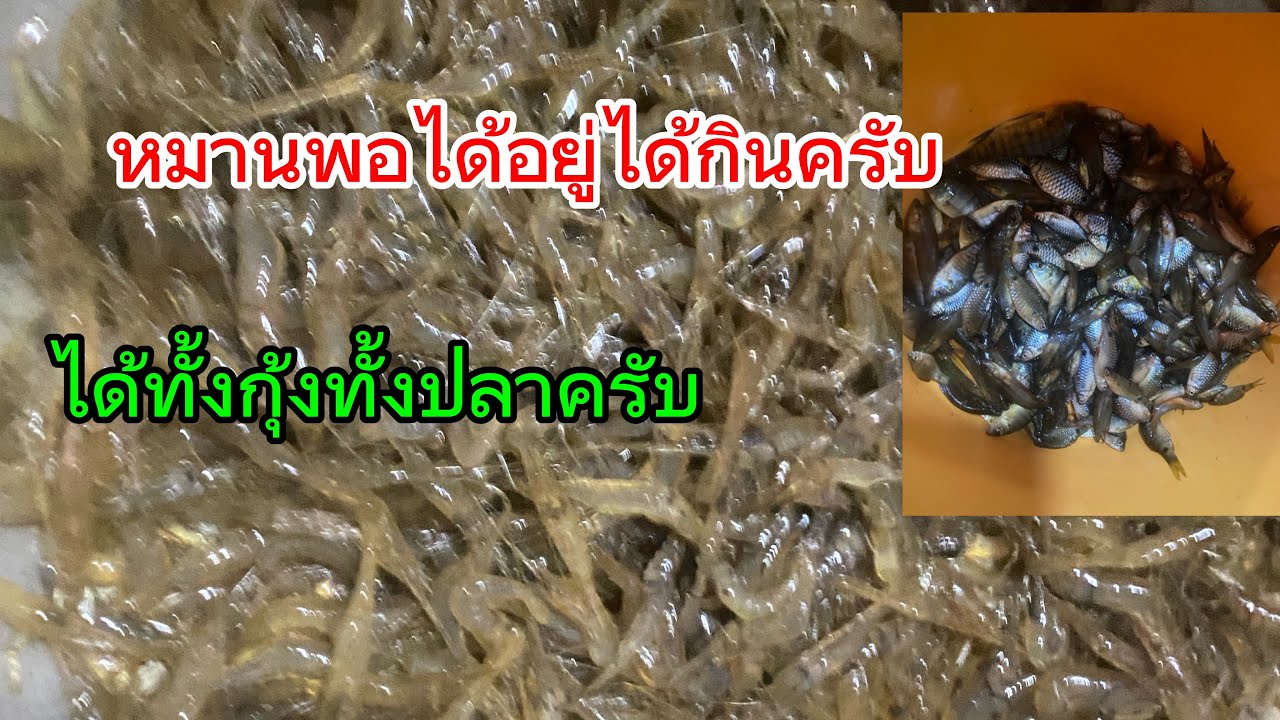 หมานพอได้อยู่ได้กินแต่มีสิ่งหนึ่งติดมาด้วยเยอะมาก #หาอยู่หากิน 