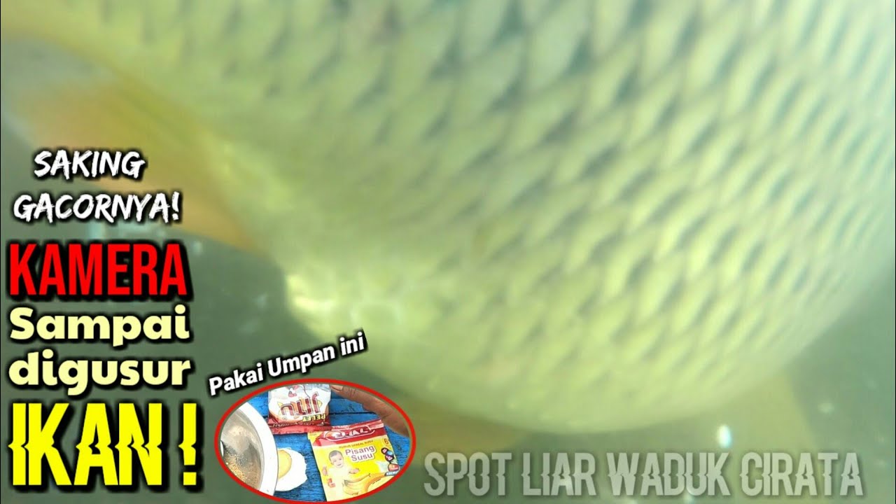 Sampai terjungkal! Tes resep umpan dari subscriber kamera terbawa ikan