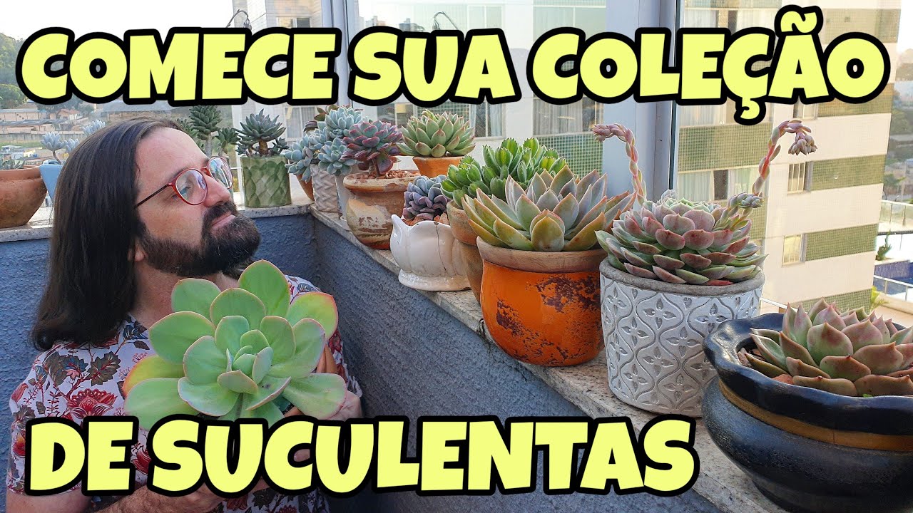 10 SUCULENTAS de fácil cultivo para sua COLEÇÃO