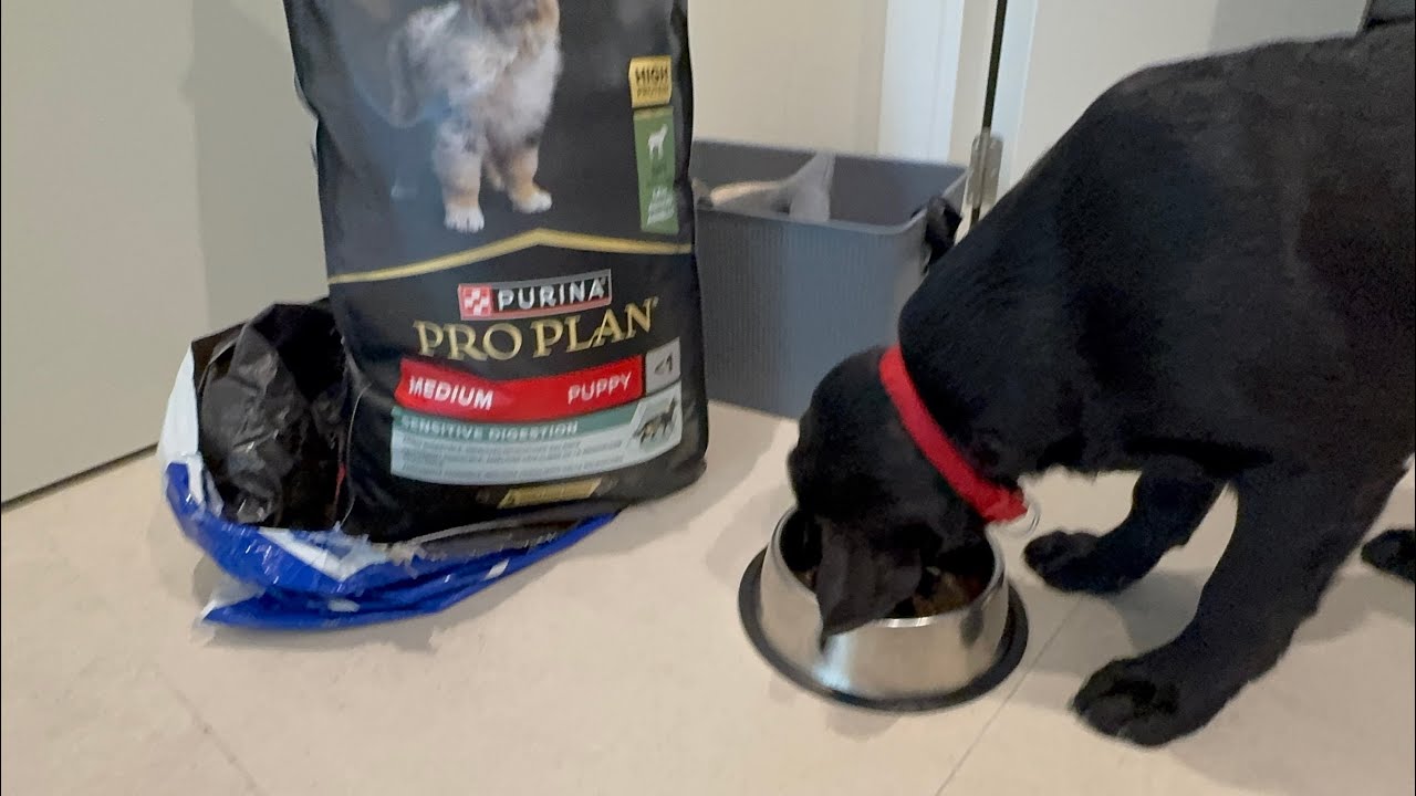 Unboxing PURINA PRO PLAN | Unboxing Dog Food  #motchichannel