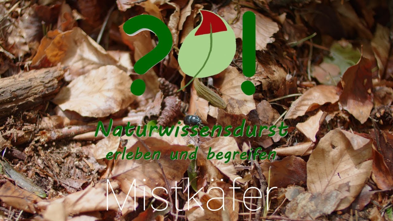 Mistk&auml;fer | Naturwissensdurst