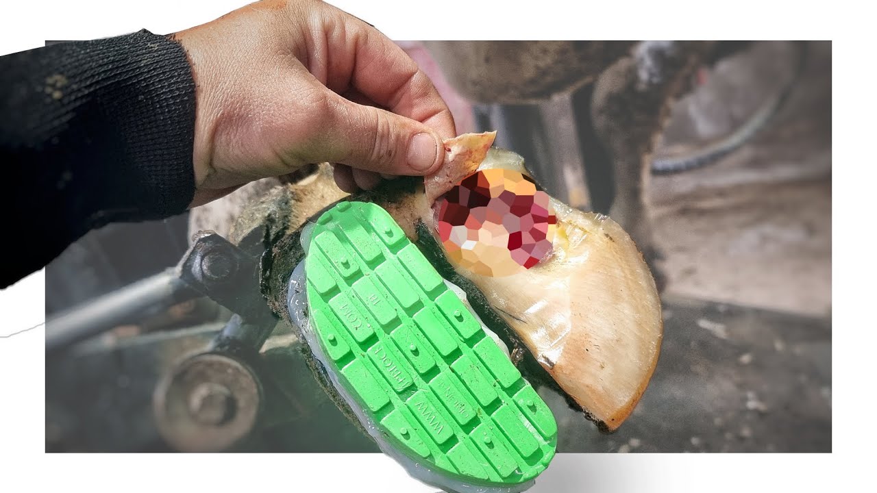 ROTTEN COWS HOOF PEELS OFF!