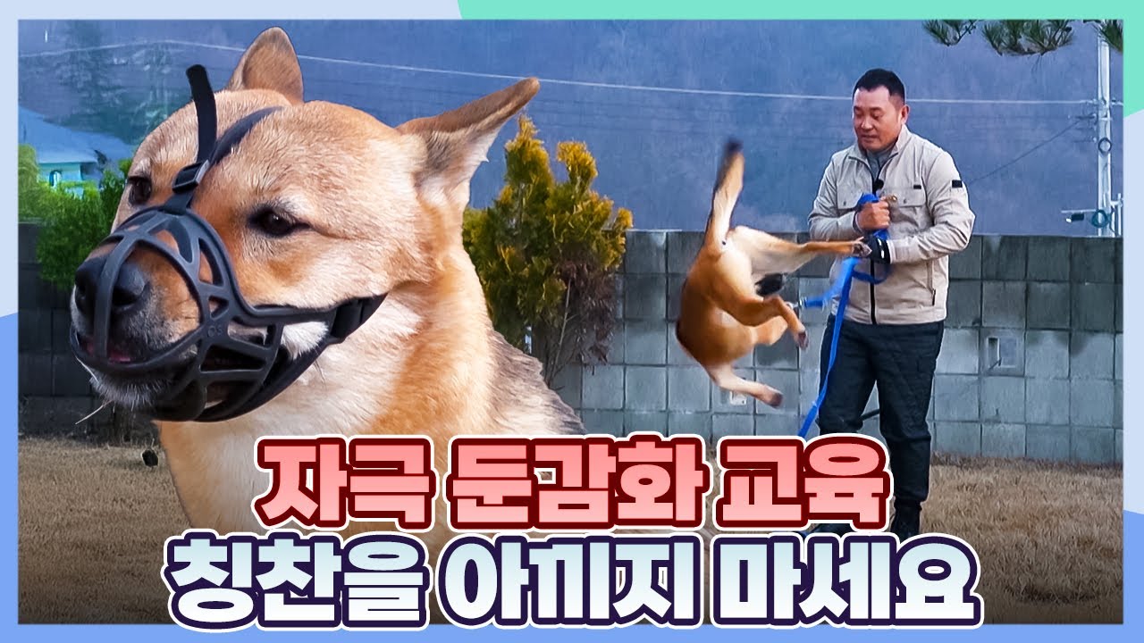 Everything's Going to Be Okay Bori🤗 [Dogs Are Incredible:Ep.11-5] | KBS WORLD TV 260127