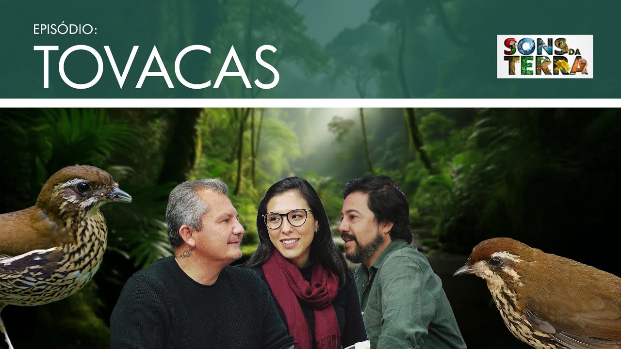 O canto marcante das tovacas