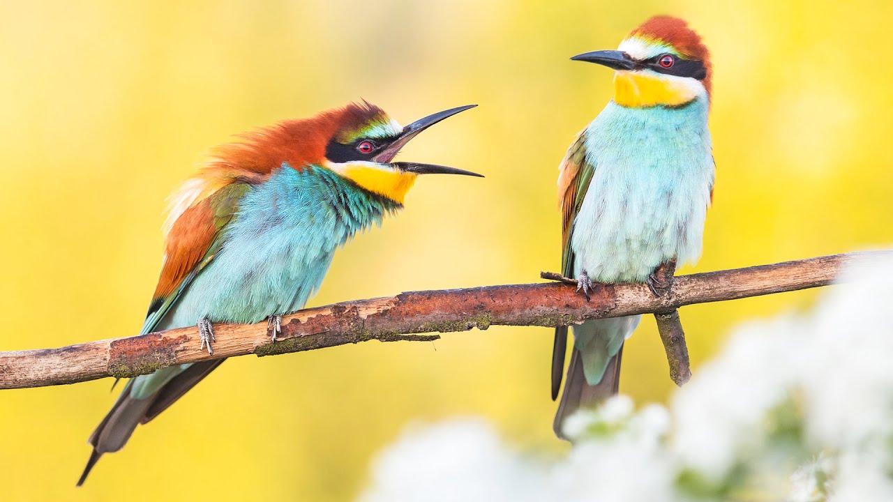 The Most Beautiful Birds in the World ,  Relaxing Music , Unique Moments of Wildlife