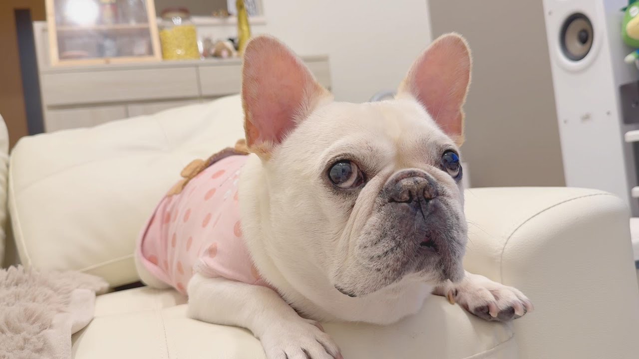 あれからのぽやんとわたし【フレンチブルドッグ frenchbulldog】