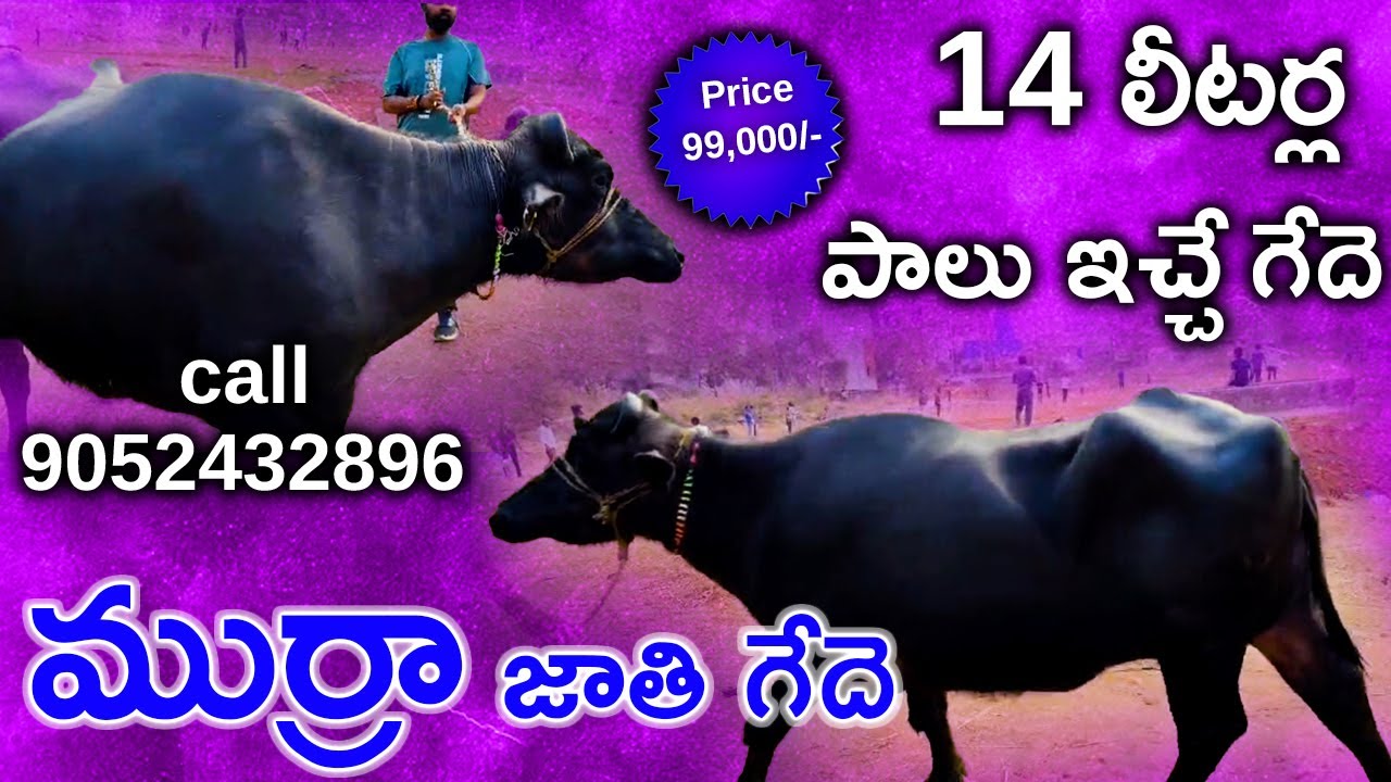 14 లీటర్ల పాలు ఇచ్చే ముర్రా జాతి గేదె Murra bull Mother Milk capacity 14 litres call 9052432896