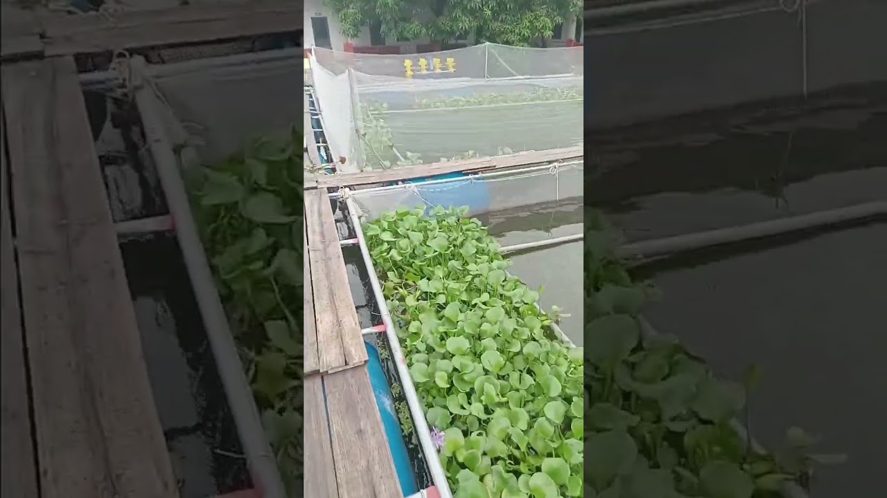 Một mô hình nuôi cá chuối hoa rất tiềm năng. gọi ngay số 0981259996, 0913513163 để mua cá giống.