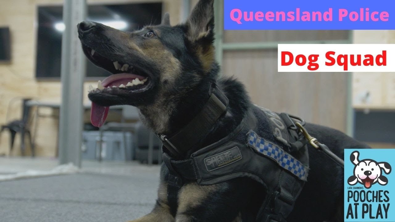 How Police Dogs get trained: Queensland Police Dog Squad