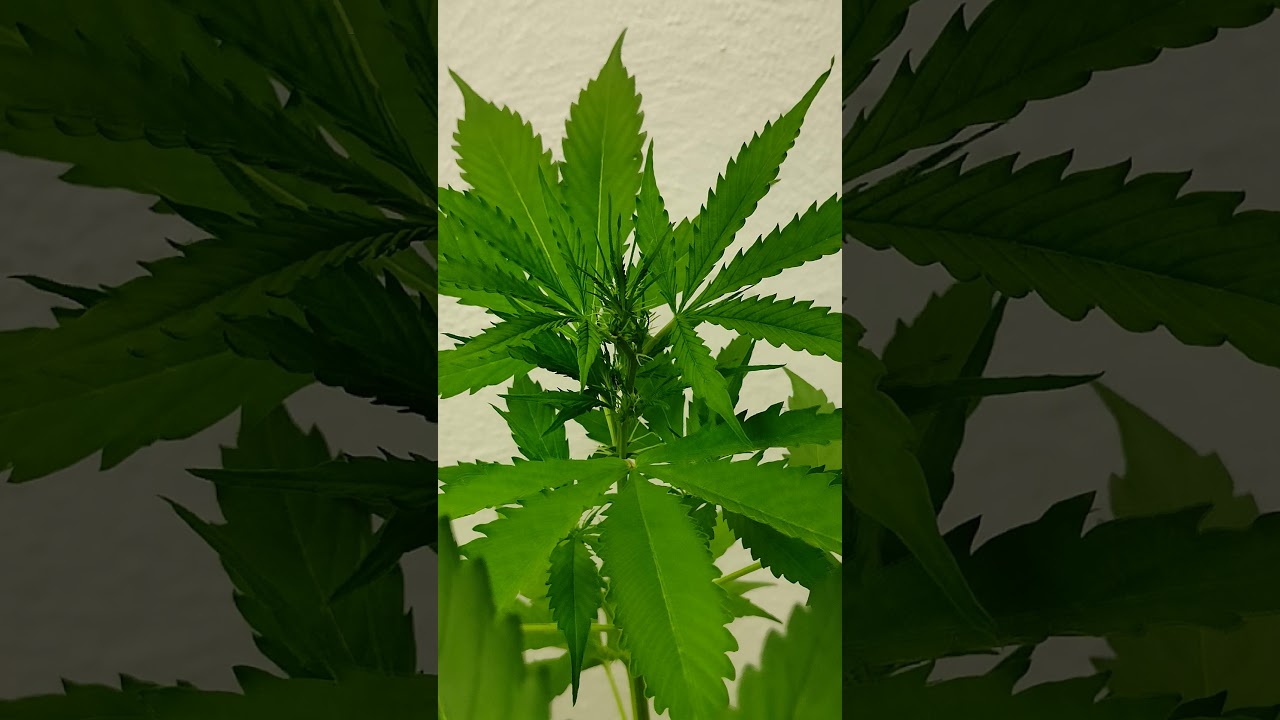 Crecimiento de plantaci&oacute;n indoor, autofloreciente en casa #magnum #purple #somango #seed