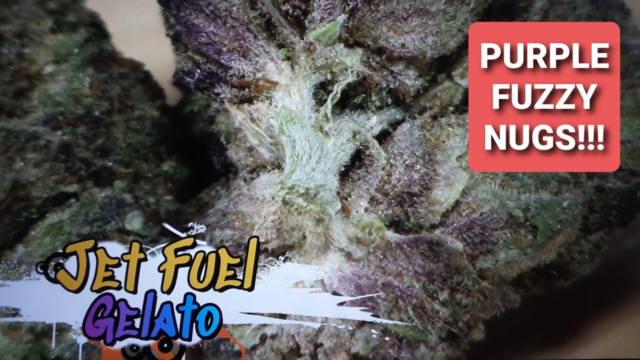 JET FUEL GELATO STRAIN REVIEW