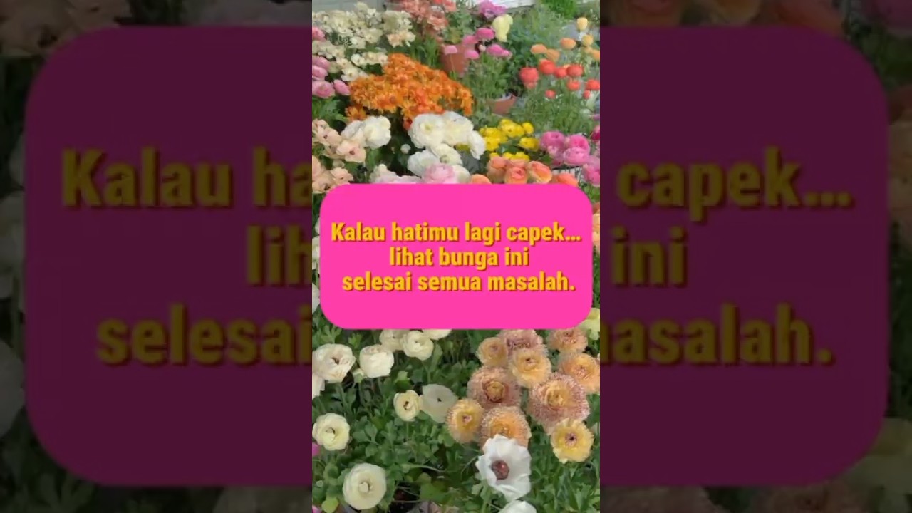 Bunga yang Lebih Menyembuhkan dari Pacar? Ranunculus Jawabannya! 