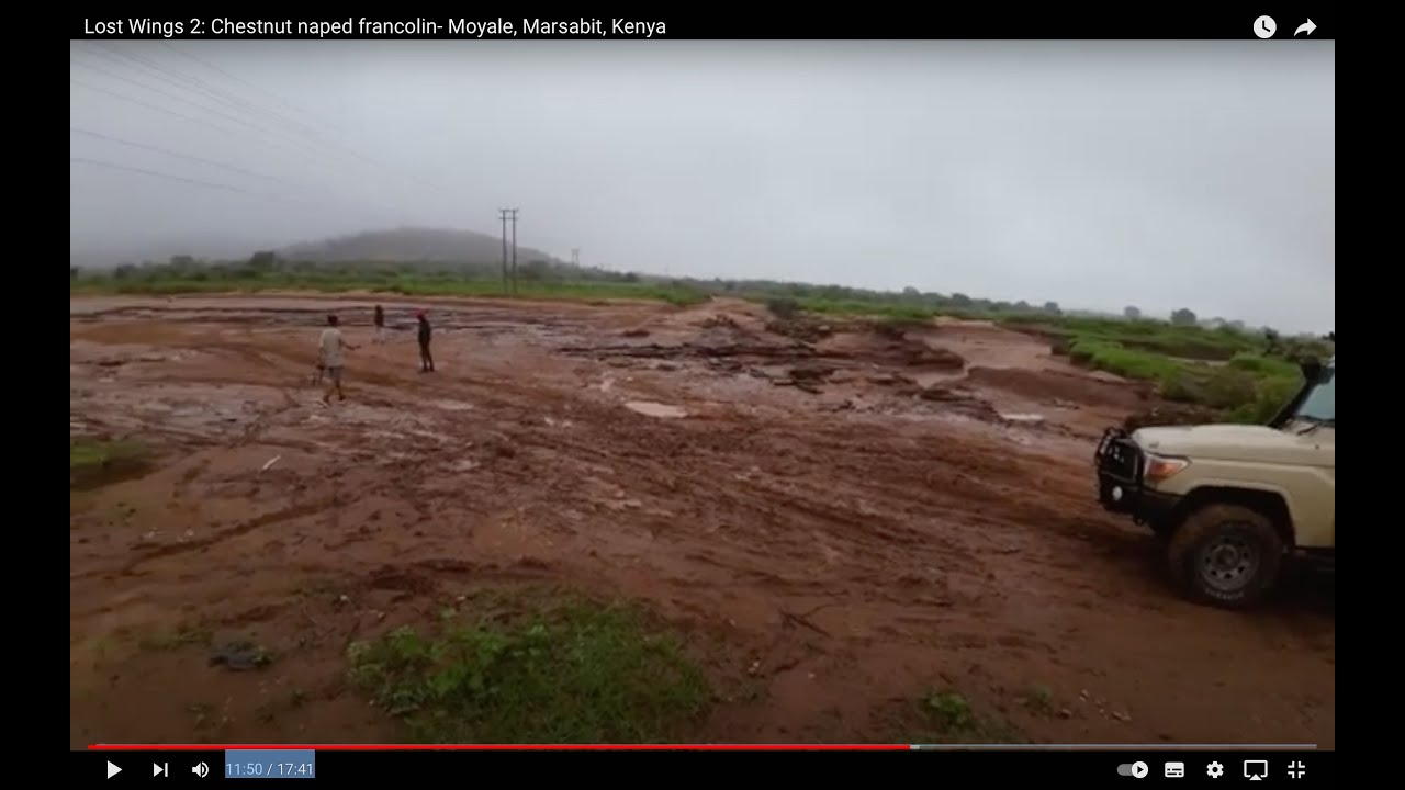 Lost Wings: S1 Ep. 2-  Wild Northern Kenya, Searching for Chestnut-naped francolins, Moyale