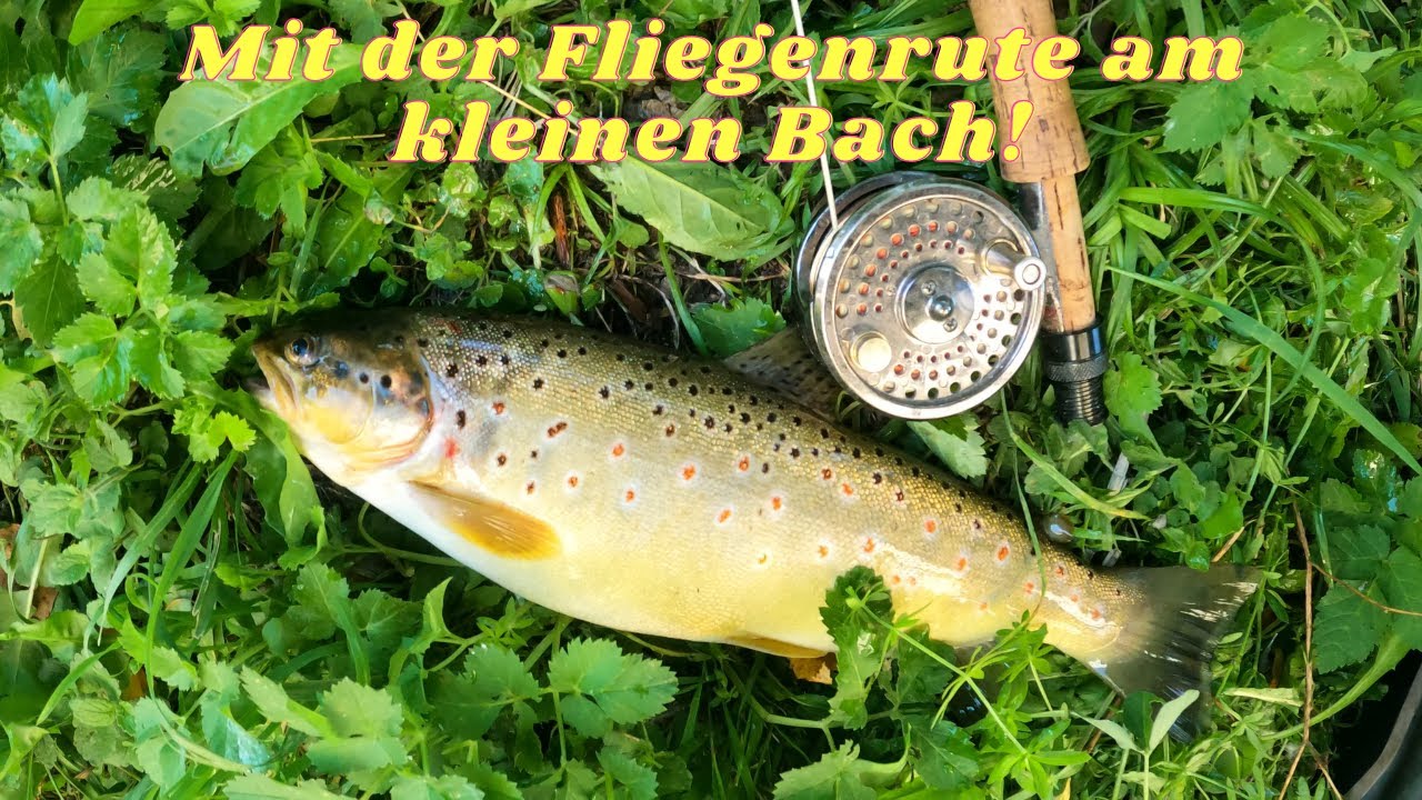 Faszination Fliegenfischen: Auf der Jagd nach Bachforellen und Äschen!